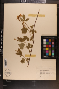 Rubus flagellaris image