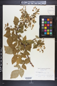 Rubus argutus image