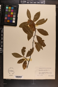 Prunus caroliniana image