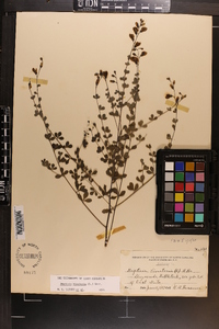 Baptisia tinctoria image