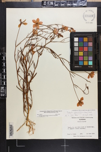 Sabatia grandiflora image