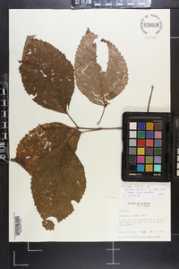 Collinsonia anisata image