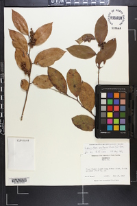 Leucothoe axillaris image