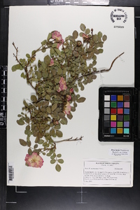 Rosa lucieae image