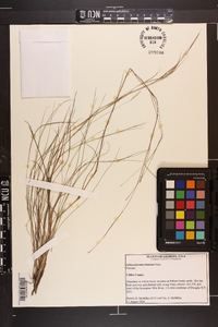 Schizachyrium tenerum image