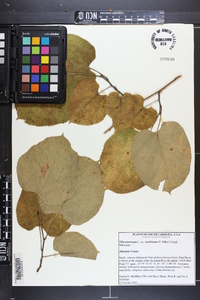 Tilia americana var. caroliniana image