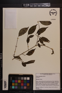 Cornus asperifolia image