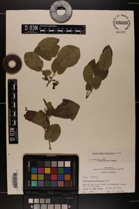 Aristolochia reticulata image