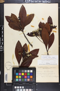 Gordonia lasianthus image