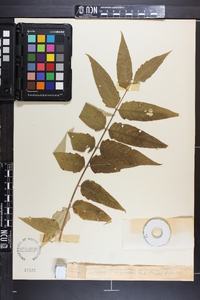 Ailanthus altissima image