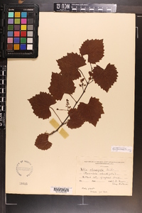 Vitis rotundifolia image