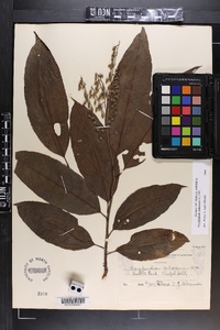 Oxydendrum arboreum image