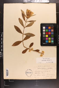 Gentiana villosa image