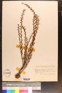 Epifagus virginiana image