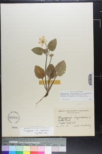 Chrysogonum virginianum var. virginianum image