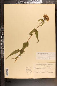 Helianthus divaricatus image