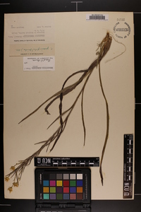 Pityopsis aspera image