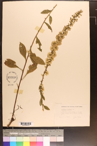 Solidago bicolor image