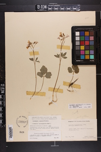 Cardamine angustata image