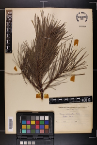 Pinus echinata image