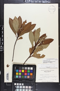 Gordonia lasianthus image