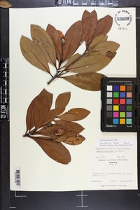 Gordonia lasianthus image