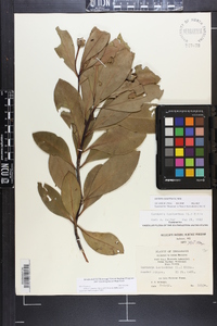 Gordonia lasianthus image