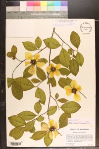 Stewartia malacodendron image