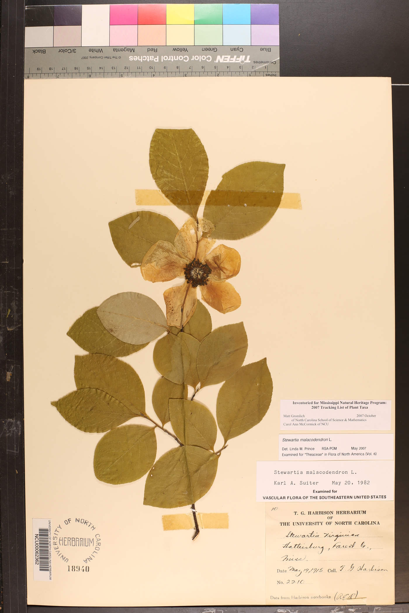 Stewartia malacodendron image