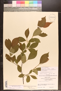 Stewartia malacodendron image