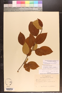 Stewartia ovata image