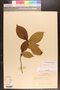 Stewartia ovata image