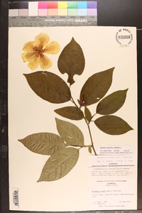 Stewartia ovata image