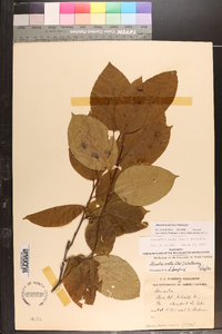 Stewartia ovata image