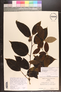 Stewartia ovata image