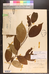 Stewartia ovata image