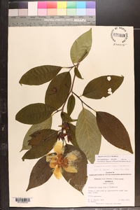 Stewartia ovata image