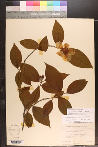 Stewartia ovata image