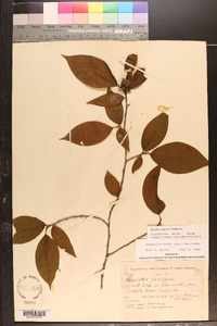 Stewartia ovata image