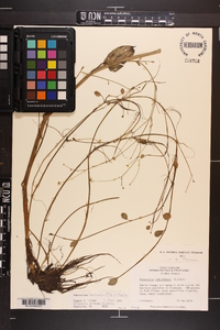 Ranunculus laxicaulis image