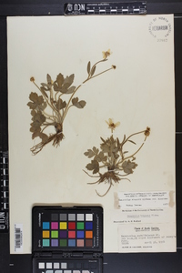 Ranunculus hispidus var. hispidus image