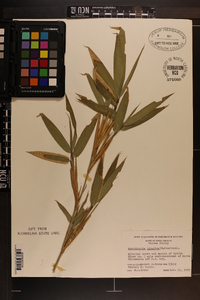 Arundinaria gigantea image