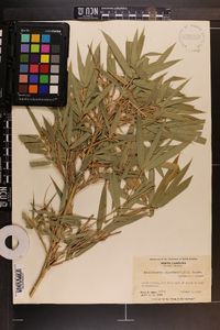 Arundinaria gigantea image