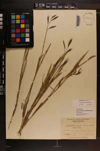 Arundinaria gigantea image