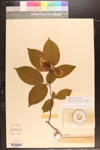 Stewartia ovata image