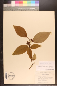 Stewartia ovata image