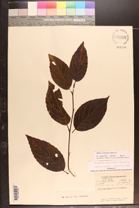 Stewartia ovata image