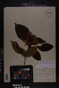 Stewartia ovata image