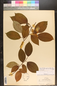 Stewartia ovata image