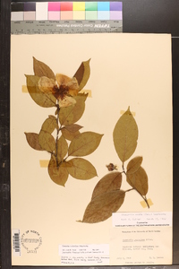 Stewartia ovata image